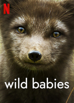Động vật chào đời - Wild Babies (2022)