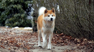 Hachi: A Dog's Tale - Hachi: A Dog's Tale