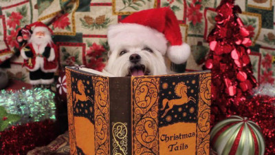 Người Tuyết Kỳ Thú - Snowball's Christmas Tales By The Fire