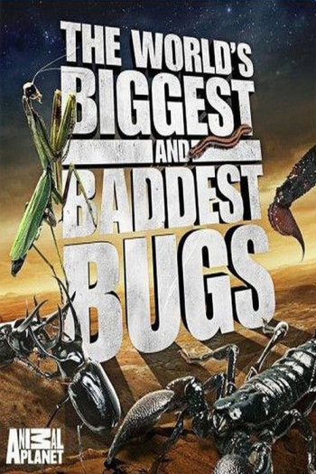Thế Giới Côn Trùng Khổng Lồ và Nguy Hiểm - The World's Biggest and Baddest Bugs
