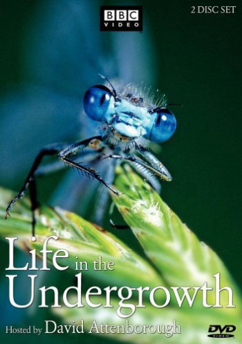Thế Giới Côn Trùng - Life in The Undergrowth