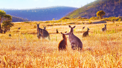 Thung lũng kangaroo - Kangaroo Valley