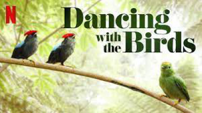 Vũ điệu của loài chim - Dancing with the Birds